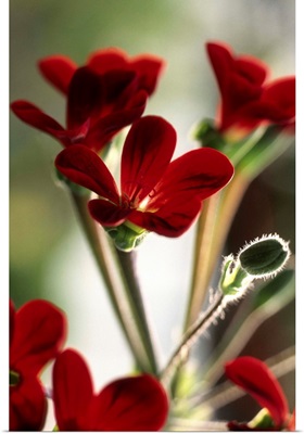 Geranium (Pelargonium Ardens)