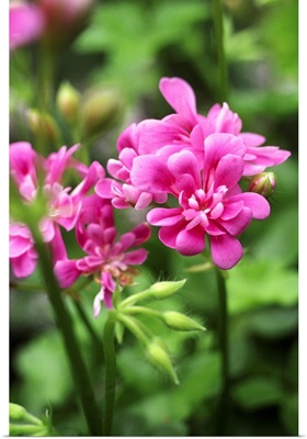 Geranium (Pelargonium Pink Gay Baby)
