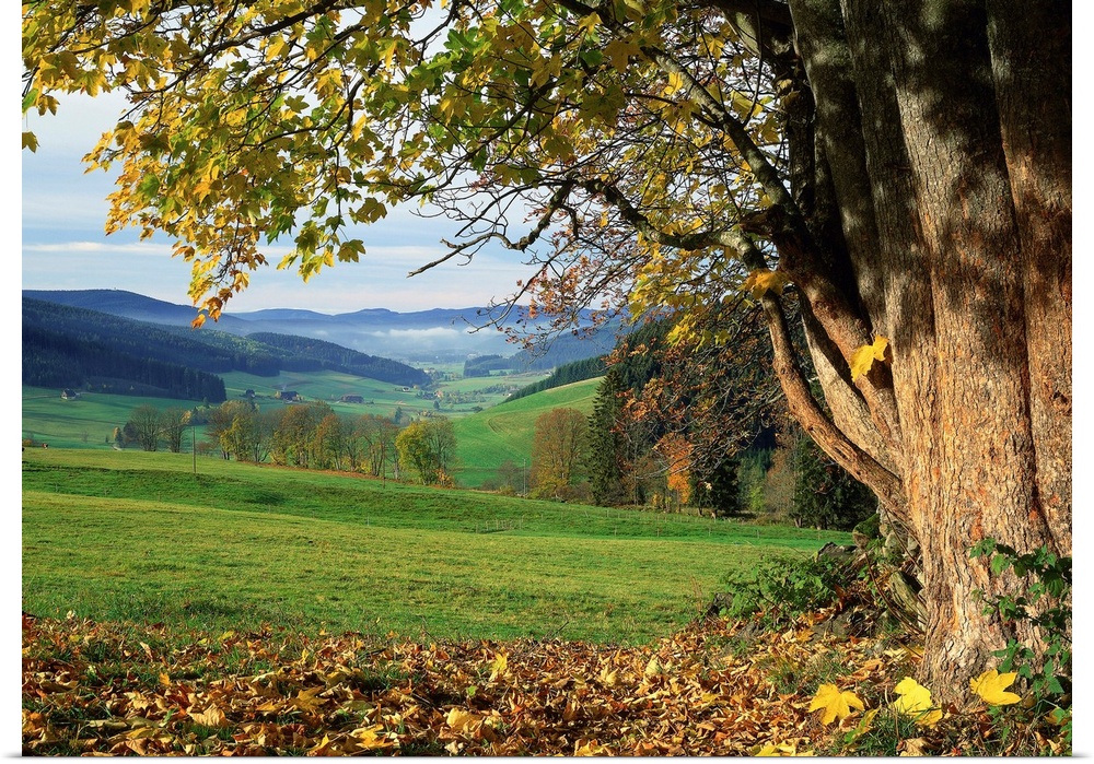 Landschaft bei Schollach, S..dlicher Schwarzwald, Baden-W..rttemberg, Deutschland