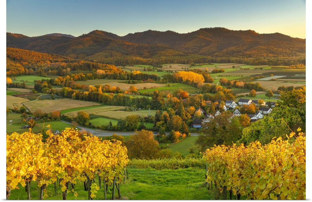 Germany, Baden-Wurttemberg, Black Forest, Ehrenkirchen, Markgraflerland, Vineyards in autumn near Ehrenstetten, part of Eh...