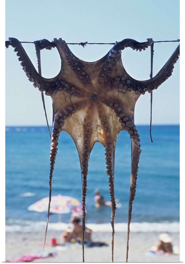 Greece, Aegean Islands, Lesbos, Skala Eressos beach, octopus drying at the sun
