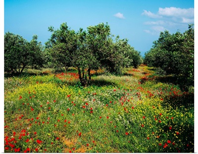 Greece, Crete, Countryside in spring