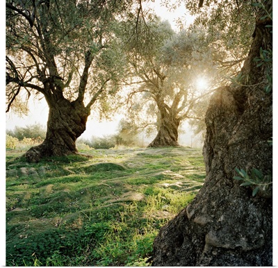Greece, Crete, Rethymno,  Margarites village, Ancient olive trees