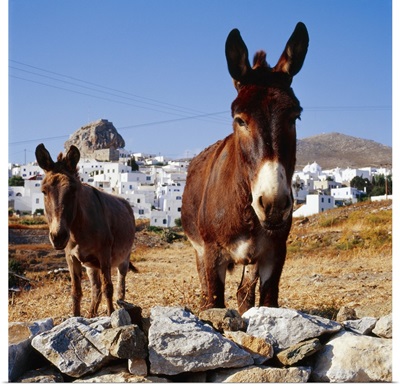 Greece, Cyclades, Amorgos, Donkeys and Hora town in background
