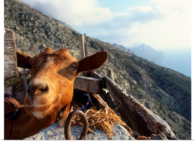 Greece, Dodecanese, Karpathos, Olympos village, goat