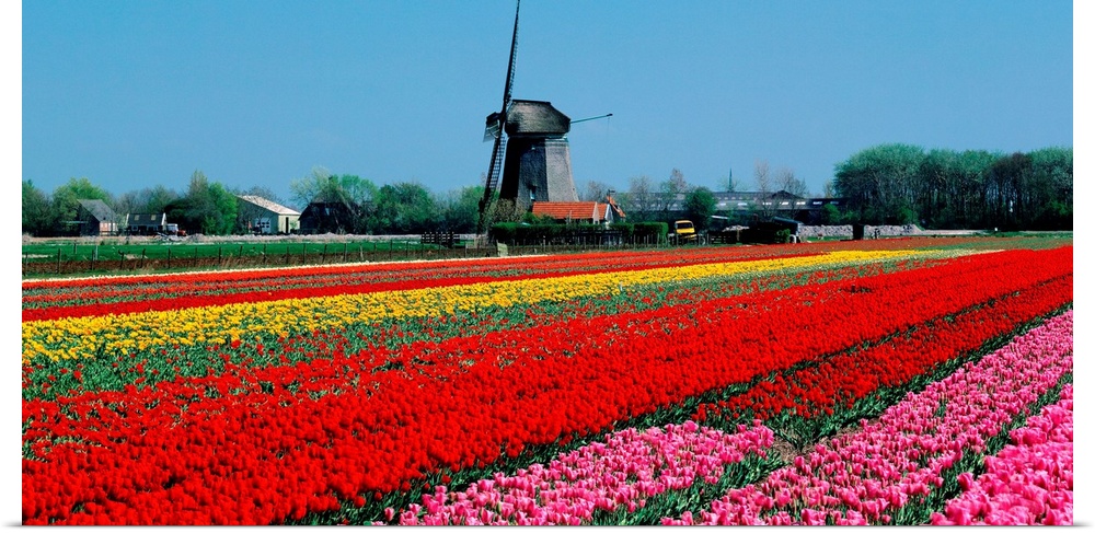 Holland, Tulip field