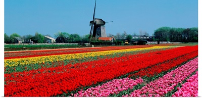 Holland, Tulip field