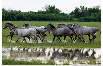 Hungary, Komarom-Esztergom, Babolna, Shagya Arab horses running
