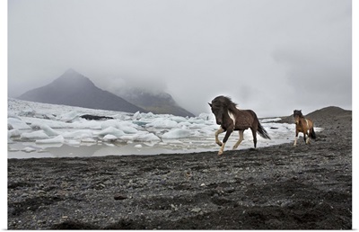 Iceland, Jokulsarlon, horses on the beach by the Breioamerkurjokull icebergs