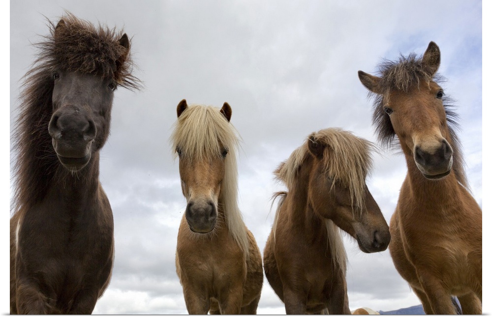 Iceland, South Iceland, Jokulsarlon, Vatnajokull National Park, Icelandic horses.