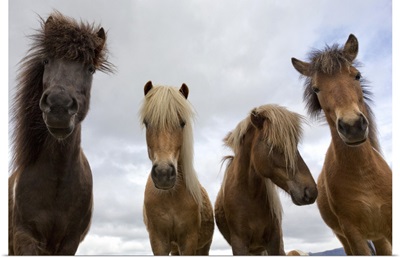 Iceland, Jokulsarlon, Vatnajokull National Park, Icelandic horses