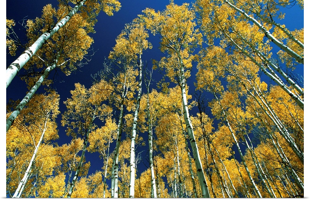 Idaho, Targhee National Forest, Aspen trees in autumn