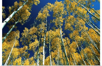 Idaho, Targhee National Forest, Aspen trees in autumn
