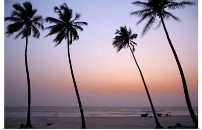India, Goa, Palms along the Colva beach at sunset