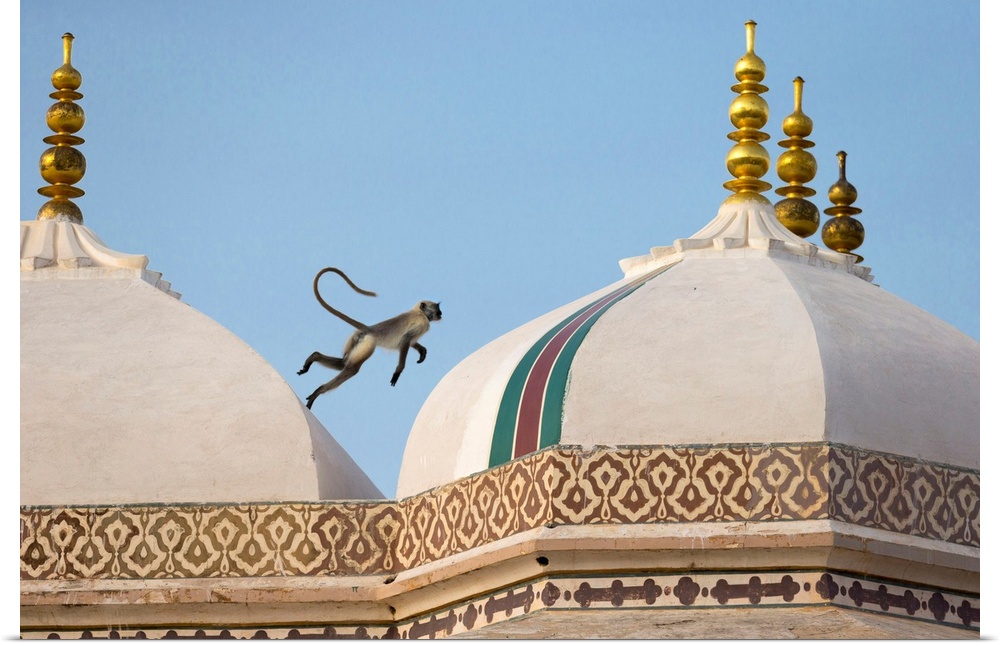 India, Rajasthan, A monkey jumps across the rooftops of the fort.