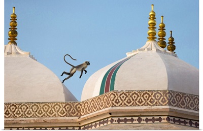 India, Rajasthan, A Monkey Jumps Across The Rooftops Of The Fort