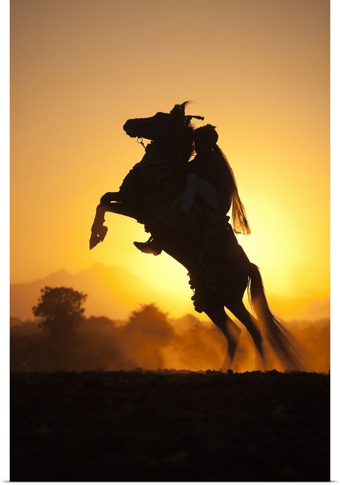 India, Rajasthan, A typically dressed rider on a rearing Kathiawari horse backlit in the sunset