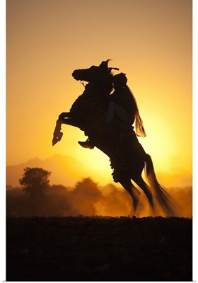 India, Rajasthan, rider on a rearing Kathiawari horse backlit in the sunset
