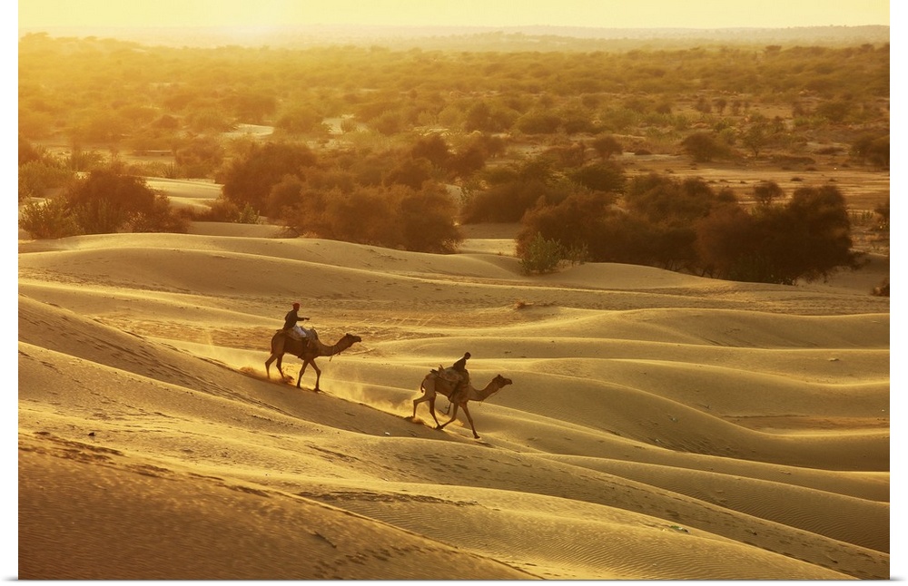 India, Rajasthan, Thar Desert, camels and the sand dunes near Khuri village