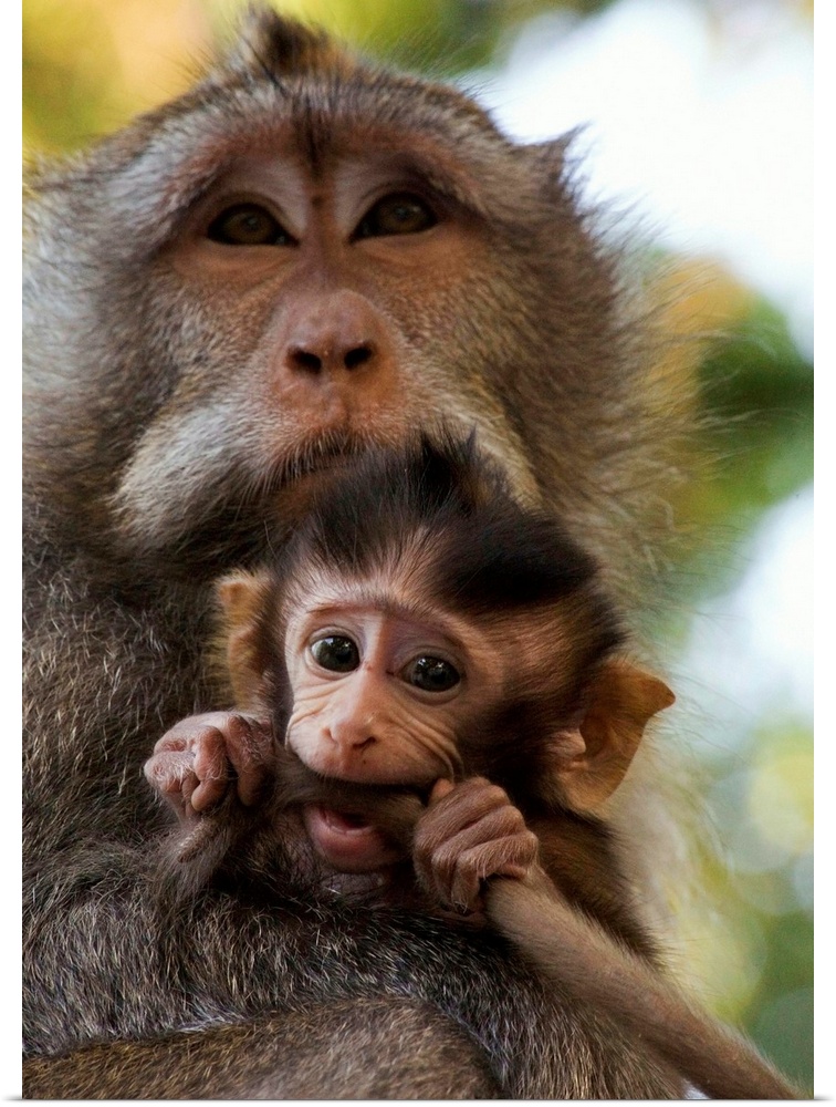 Indonesia, Bali Island, Alas Kedaton forest, monkey with baby