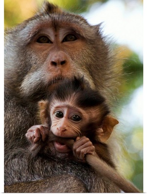 Indonesia, Bali, Alas Kedaton forest, monkey with baby