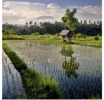 Indonesia, Klungkung, A rice field and shelter with Mount Agung in the background