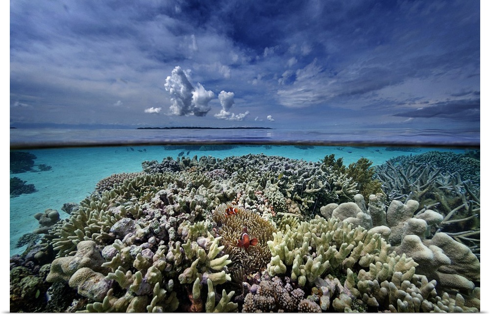 Indonesia, Sulawesi Island, Coral reef, winning picture of the Voice of the Ocean 2014 competition, Adex 2014 in Singapore.
