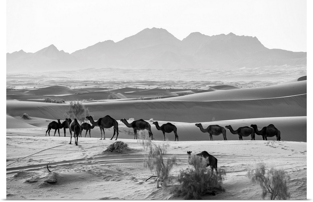 Iran, Esfahan, Caravan of dromedaries at the village of Farahzad, Dasht-e Kavir desert.