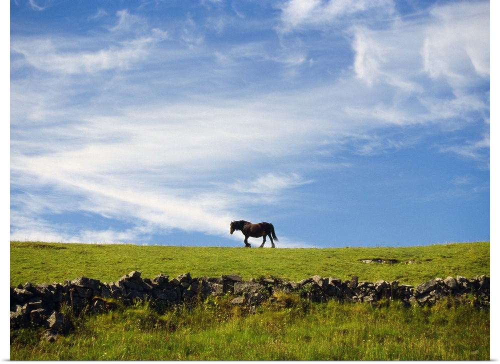 Ireland, Aran, Inisheer, horse walking on hilltop in profile