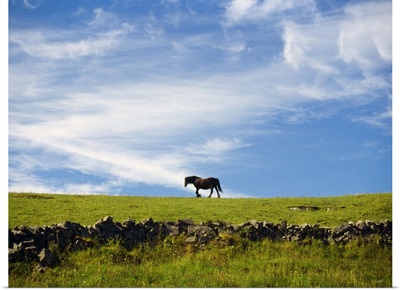 Ireland, Aran, Inisheer, horse walking on hilltop in profile
