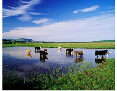 Ireland, Sligo, Cows