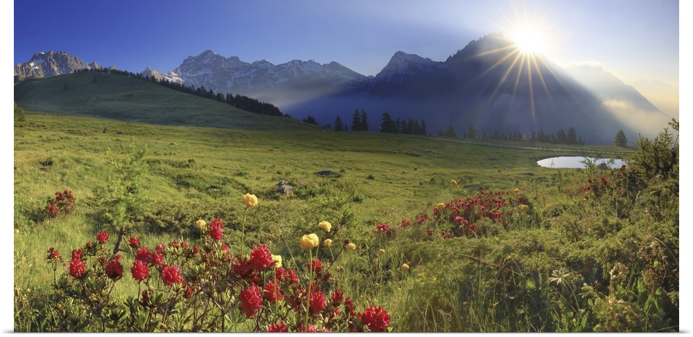 Italy, Aosta Valley, Alps, Valle del Gran San Bernardo, Valpelline, Summer morning, blooming rhododendrons in the Champill...