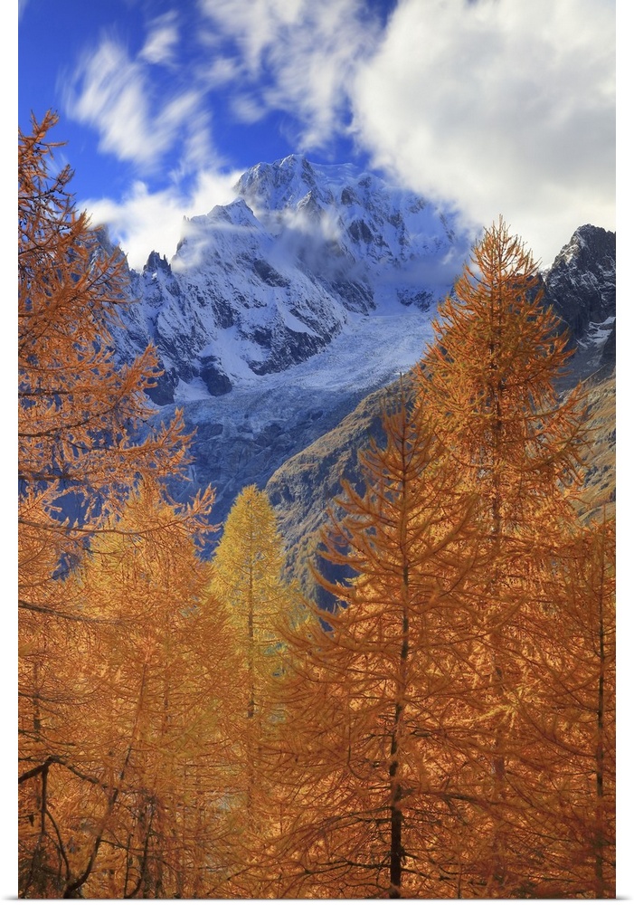 Italy, Aosta Valley, Aosta district, Courmayeur, Val Ferret, Alps, Mont Blanc Mountain (4810m), Autumn larches in the area...