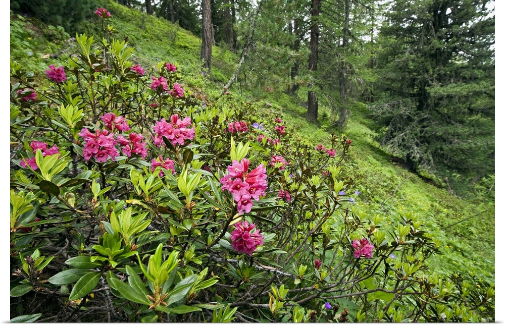 Italy, Aosta Valley, Alps, Aosta district, Pila, Summer, Rhododendron ferriguneum flowers