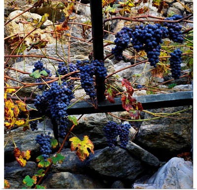 Italy, Aosta Valley, Verres, Grapes on natural stone wall