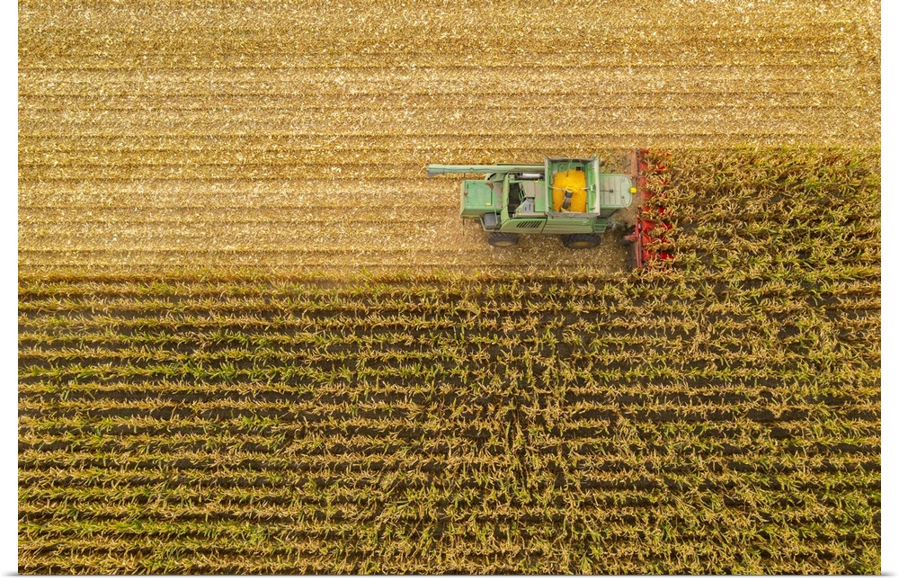 Italy, Veneto, Venezia district, Caorle, Combine harvester on a wheat field with yellow crop in the basket.