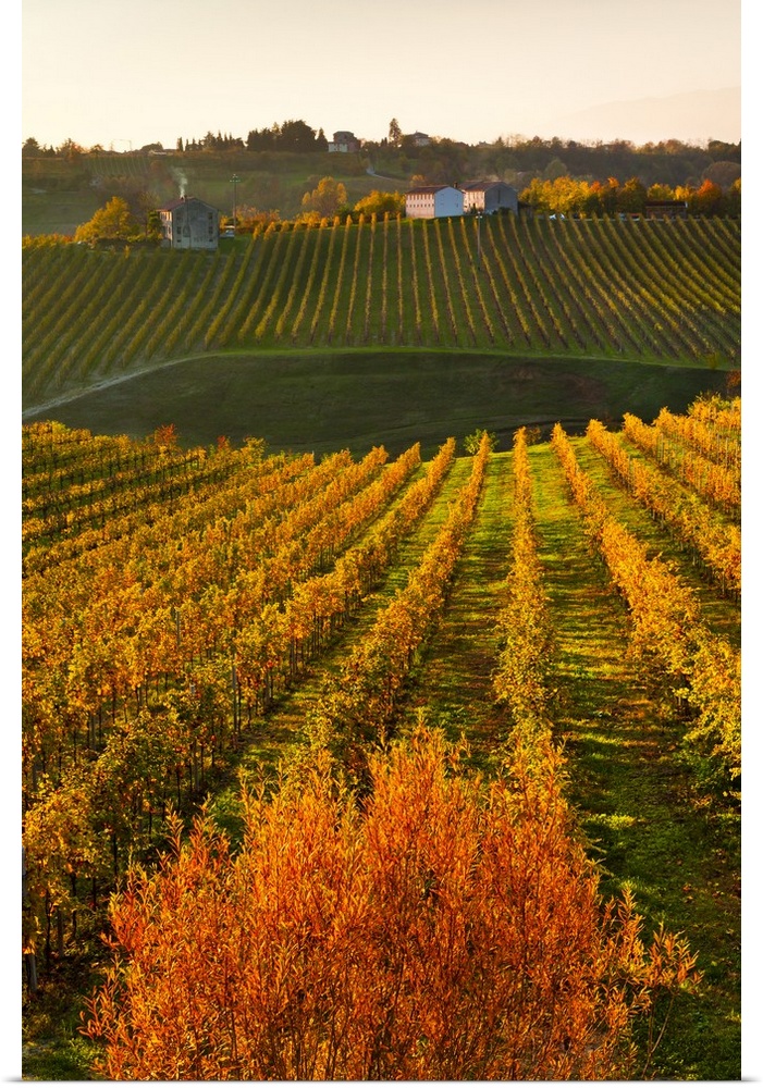 Italy, Veneto, Treviso district, Collalbrigo, Prosecco vineyards.