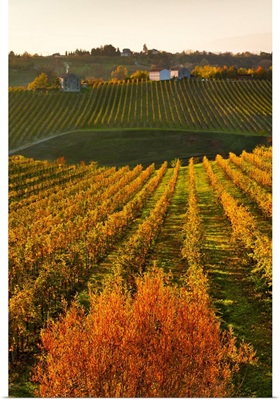 Italy, Collalbrigo, Prosecco vineyards
