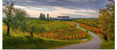 Italy, Colli Orientali, Rosazzo, Autumn Vineyards And Olive Trees Near The Rosazzo Abbey