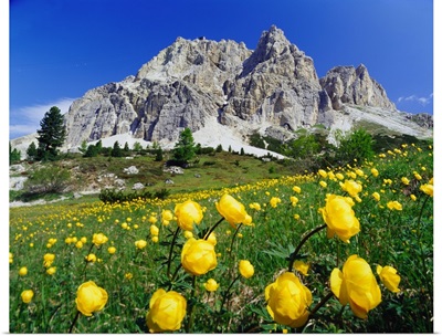 Italy, Dolomites, Belluno, Passo Falzarego, spring blossom and Monte Lagazuoi