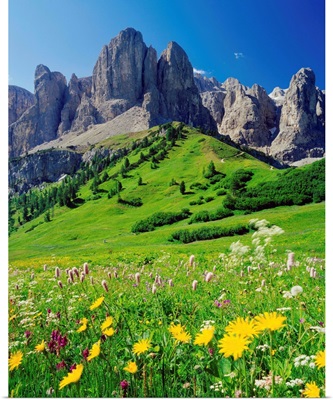 Italy, Dolomites, Passo Gardena (Grodner Joch), alpine meadow towards Sella