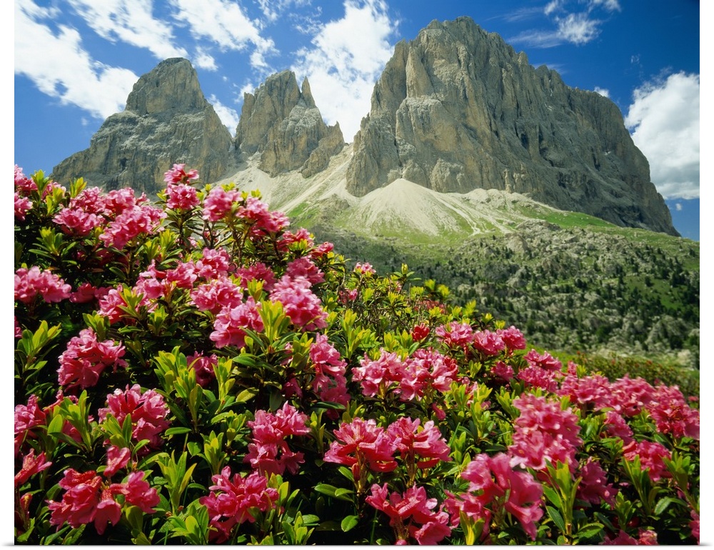 Italy, Dolomites, Rhododendron Ferrugineum and Sassolungo (Langkofel)
