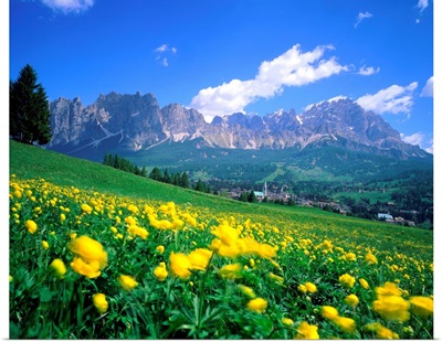 Italy, Dolomites, Trollius meadow towards the Mount Cristallo