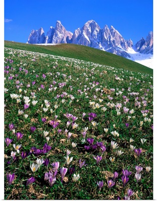 Italy, Dolomites, Val di Funes, Crocus meadow and Odle Range (Geisler Gruppe)
