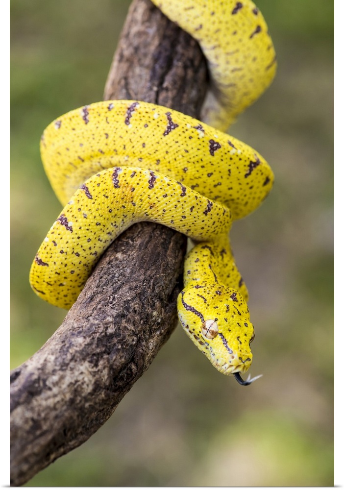 Italy, Emilia-Romagna, The Arboreal green python (Morelia viridis)