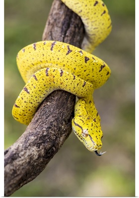 Italy, Emilia-Romagna, The Arboreal Green Python (Morelia Viridis)