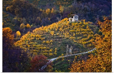 Italy, Farra di Soligo, Collagu, Prosecco vineyards