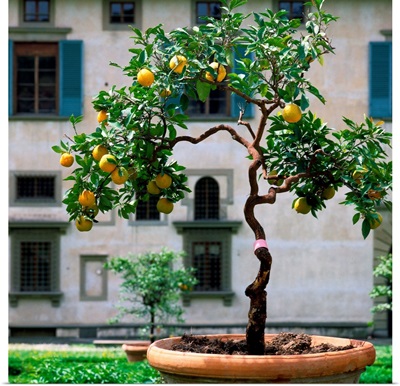 Italy, Florence, Villa Medici di Castello, lemon tree