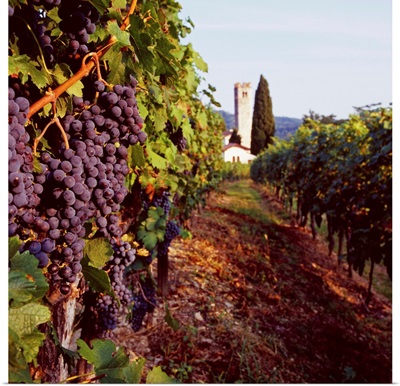 Italy, Friuli, Albana, vineyard