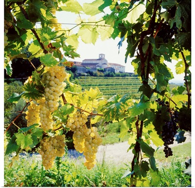 Italy, Friuli, Colli Orientali, vineyard and Rosazzo Abbey in background